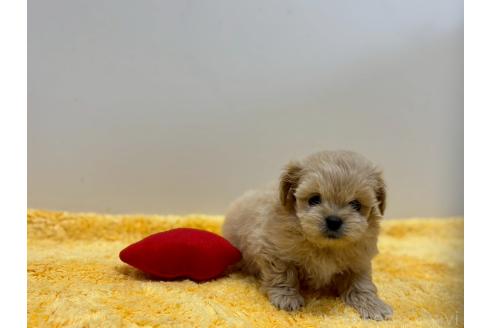 成約済の鹿児島県のミックス犬-383447の2枚目