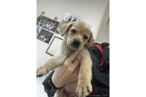 販売中の千葉県のラブラドールレトリーバー-387045