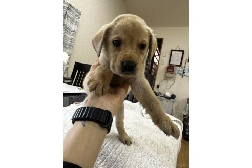 販売中の千葉県のラブラドールレトリーバー-387045の4枚目