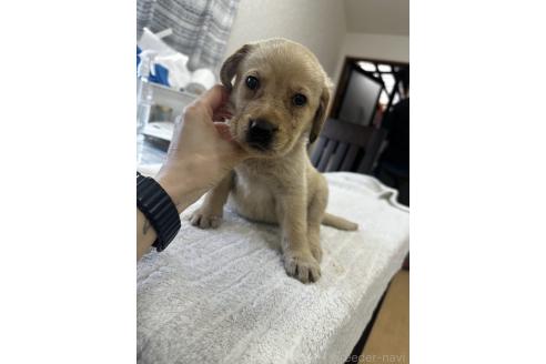 販売中の千葉県のラブラドールレトリーバー-387047