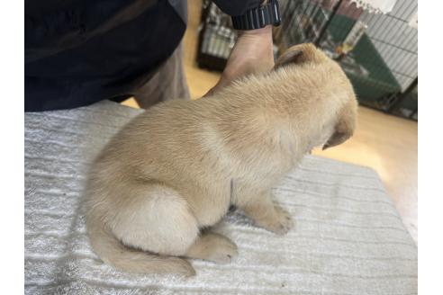 販売中の千葉県のラブラドールレトリーバー-387047の3枚目