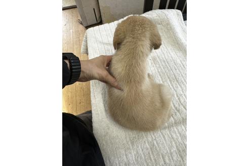 販売中の千葉県のラブラドールレトリーバー-387047の2枚目