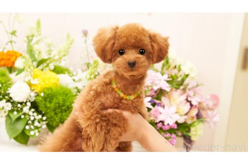 成約済の群馬県のティーカッププードル-369419の2枚目