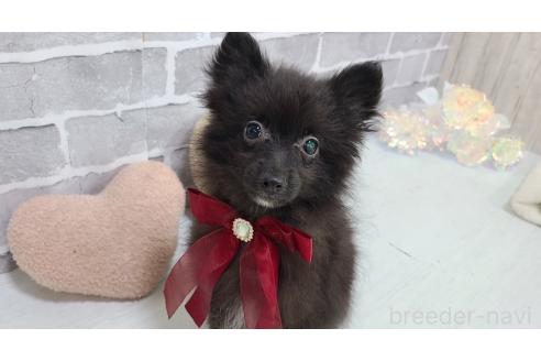 販売中の東京都のミックス犬-377876の9枚目