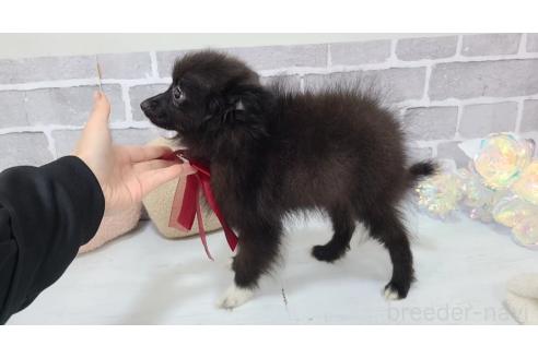 販売中の東京都のミックス犬-377876の8枚目