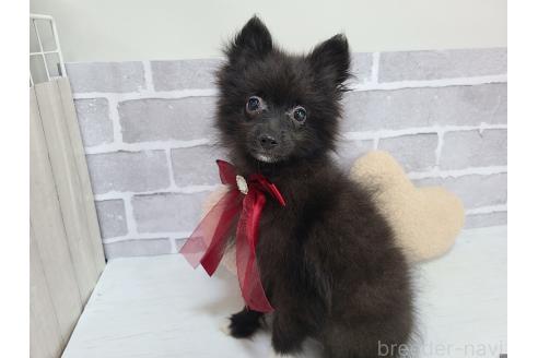 販売中の東京都のミックス犬-377876の7枚目