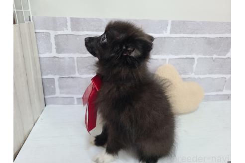 販売中の東京都のミックス犬-377876の6枚目