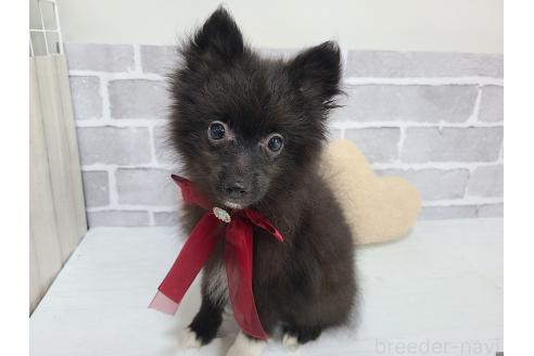 販売中の東京都のミックス犬-377876の5枚目