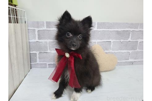 販売中の東京都のミックス犬-377876の3枚目