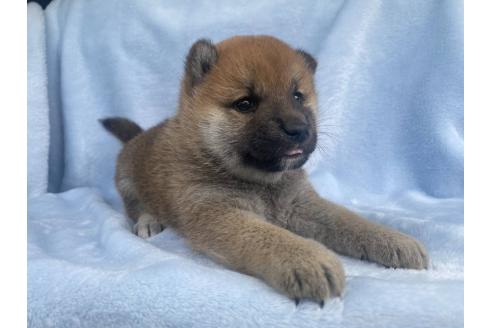 成約済の東京都の柴犬-387054の2枚目