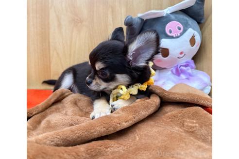 販売中の愛知県のチワワ(ロングコート)-387070の5枚目
