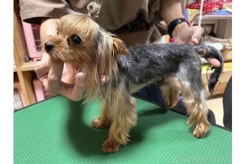 ノワールくん1枚目