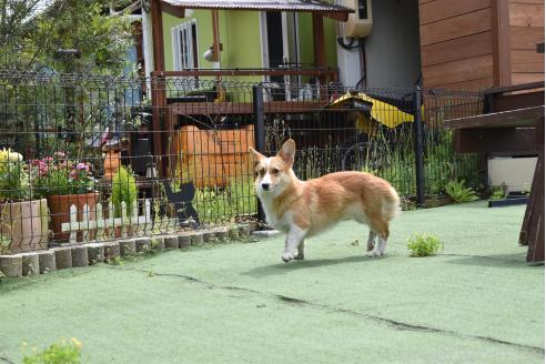 ホップちゃん1枚目