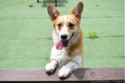 ホップちゃん1枚目