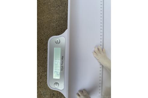 販売中の岐阜県のウェルシュコーギーペンブローク-386956の2枚目