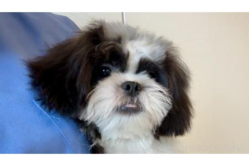 販売中の埼玉県のミックス犬-362291の4枚目