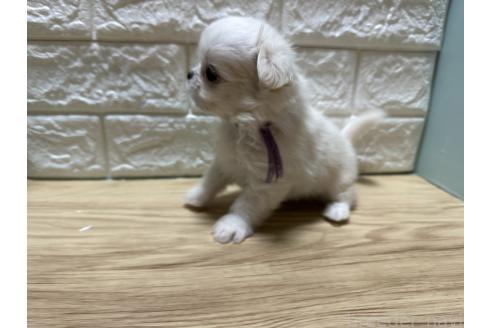 成約済の愛媛県のチワマル:チワワ×マルチーズ-387093の7枚目