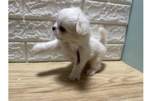 成約済の愛媛県のチワマル:チワワ×マルチーズ-387093の5枚目