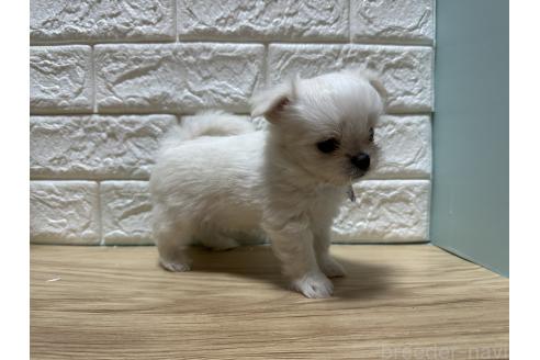 成約済の愛媛県のチワマル:チワワ×マルチーズ-387093の3枚目
