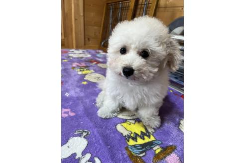 成約済の埼玉県のミックス犬-377074の2枚目