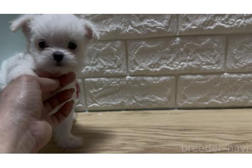 成約済の愛媛県のチワマル:チワワ×マルチーズ-387094の2枚目