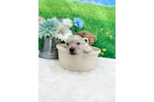 販売中の兵庫県のミックス犬-387096の1枚目