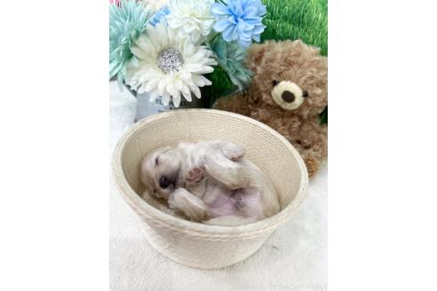 販売中の兵庫県のミックス犬-387096の4枚目