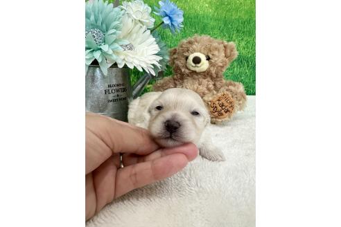 販売中の兵庫県のミックス犬-387096の3枚目