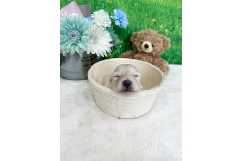 販売中の兵庫県のミックス犬-387096の2枚目