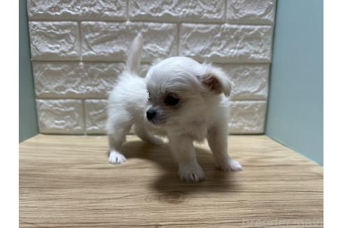 販売中の愛媛県のチワマル:チワワ×マルチーズ-387095の4枚目