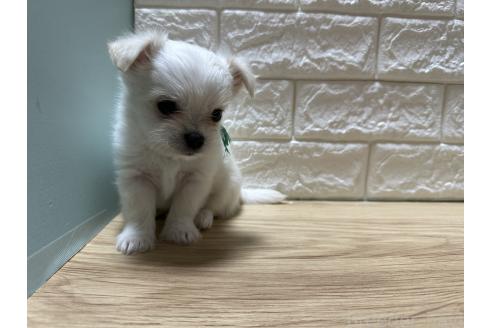 販売中の愛媛県のチワマル:チワワ×マルチーズ-387095の3枚目