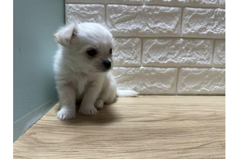 販売中の愛媛県のチワマル:チワワ×マルチーズ-387095の2枚目
