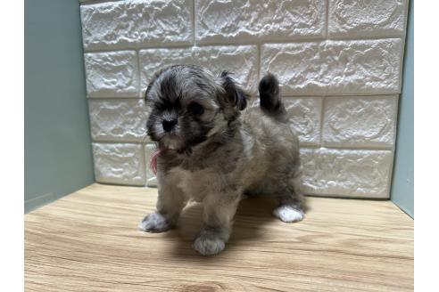 販売中の愛媛県のチワマル:チワワ×マルチーズ-387097の5枚目