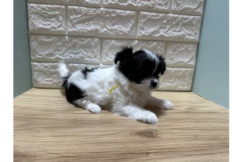 販売中の愛媛県のチワマル:チワワ×マルチーズ-387098の6枚目