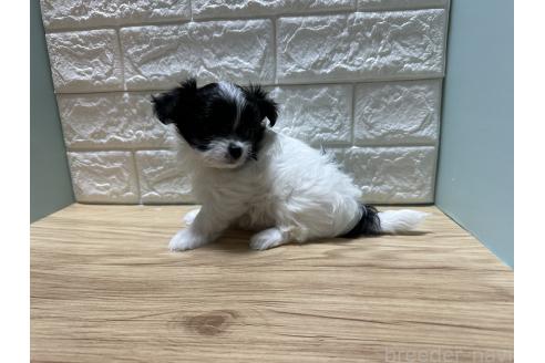 販売中の愛媛県のチワマル:チワワ×マルチーズ-387098の5枚目