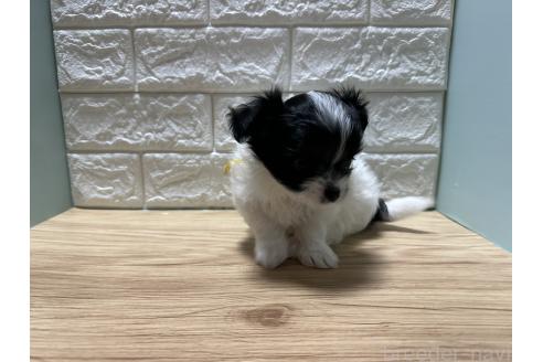 販売中の愛媛県のチワマル:チワワ×マルチーズ-387098の4枚目