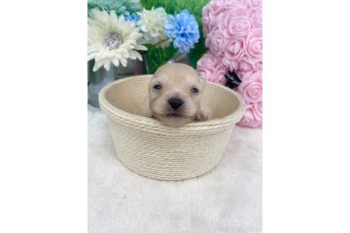 販売中の兵庫県のミックス犬-387101