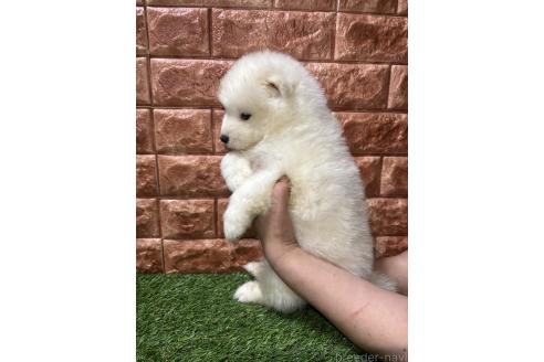 販売中の北海道のサモエド-387105の2枚目