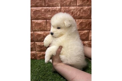 販売中の北海道のサモエド-387106の2枚目