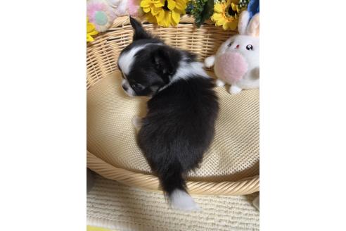 販売中の福岡県のチワワ(ロングコート)-387108の2枚目
