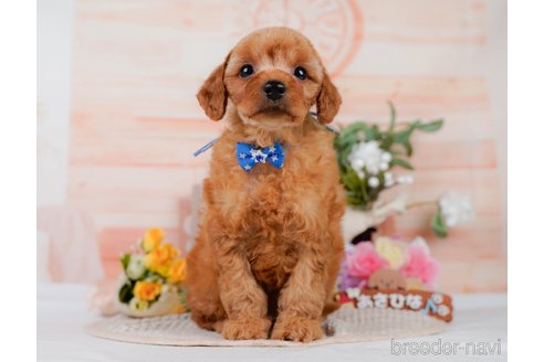 販売中の神奈川県のミックス犬-387278の12枚目