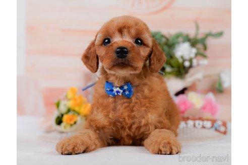 販売中の神奈川県のミックス犬-387278の11枚目