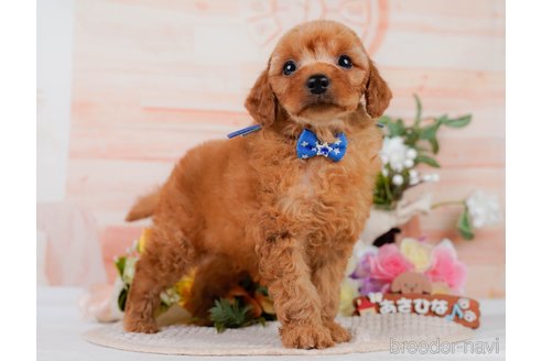 販売中の神奈川県のミックス犬-387278の10枚目