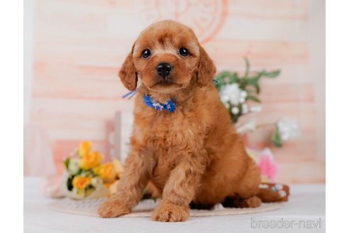販売中の神奈川県のミックス犬-387278の9枚目