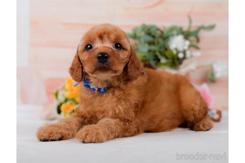販売中の神奈川県のミックス犬-387278の7枚目