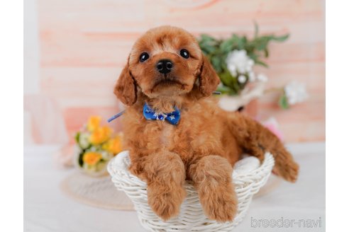 販売中の神奈川県のミックス犬-387278の8枚目