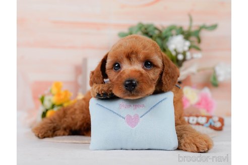 販売中の神奈川県のミックス犬-387278の6枚目