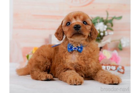 販売中の神奈川県のミックス犬-387278の5枚目