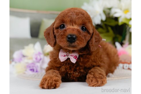 販売中の神奈川県のミックス犬-387276の12枚目