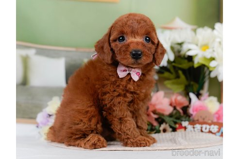 販売中の神奈川県のミックス犬-387276の11枚目